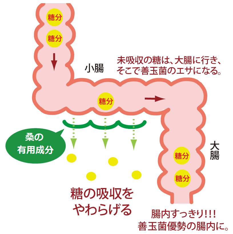 善玉菌活性化